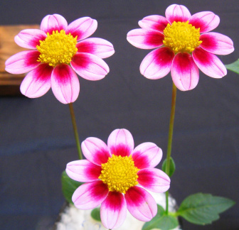 Dahlia ' LO CLARA '  (Mignon Single)  Lobaugh W.  USA  2020  Washington State Show, USA 2022  (David Brown)